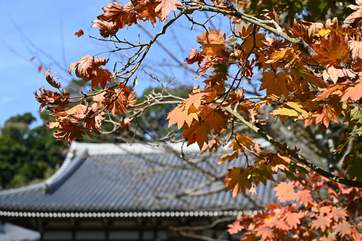 円覚寺：紅葉と松嶺院遠景