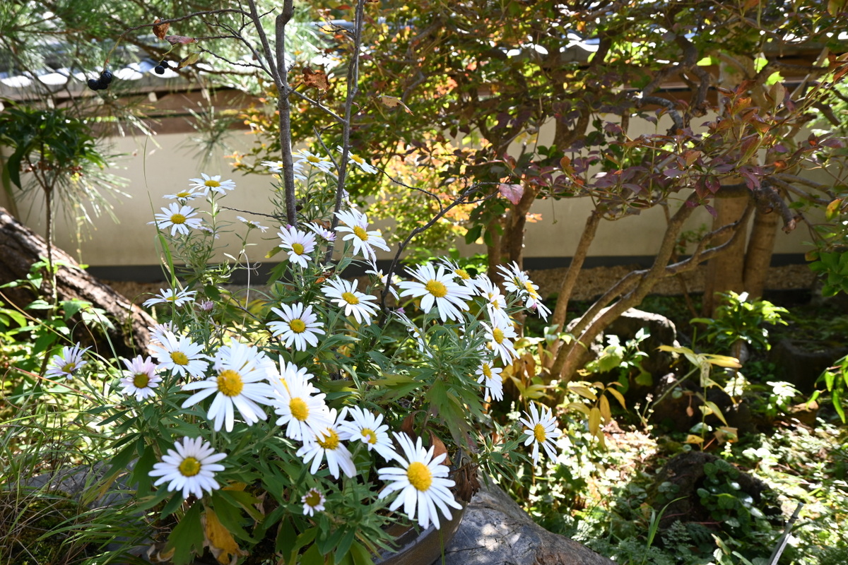 円覚寺：松嶺院フランス菊