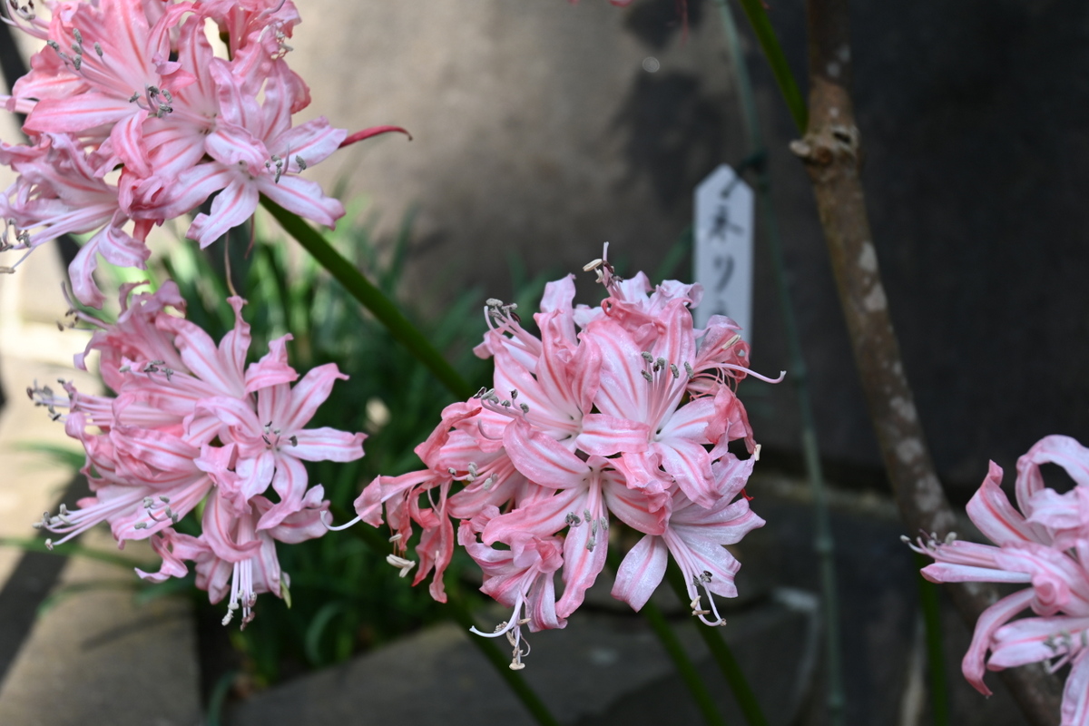 円覚寺：松嶺院ネリネ