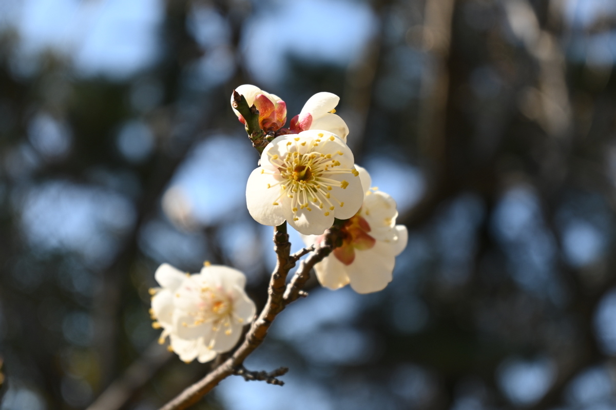 高砂緑地：松籟庵梅園