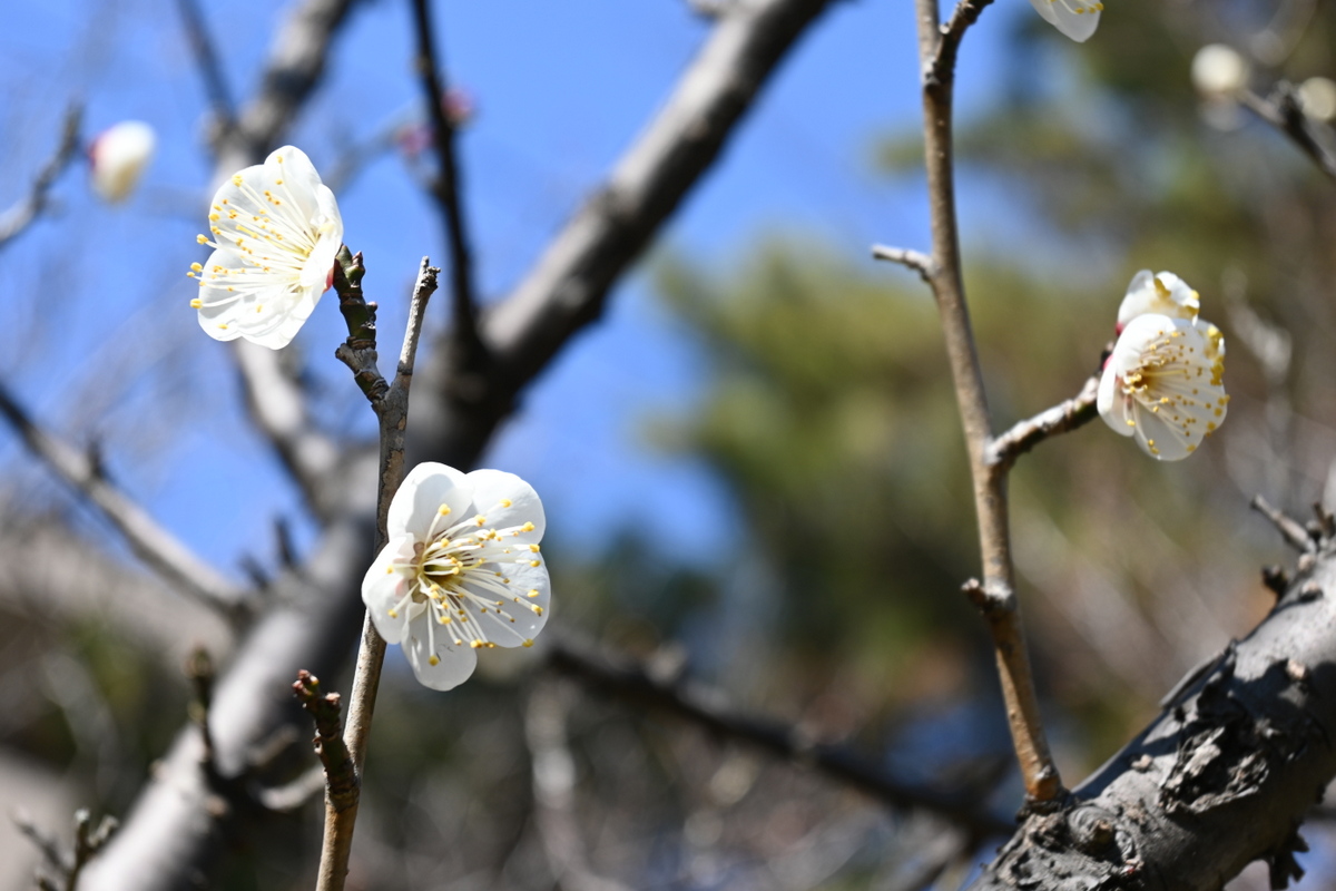 高砂緑地：松籟庵梅園