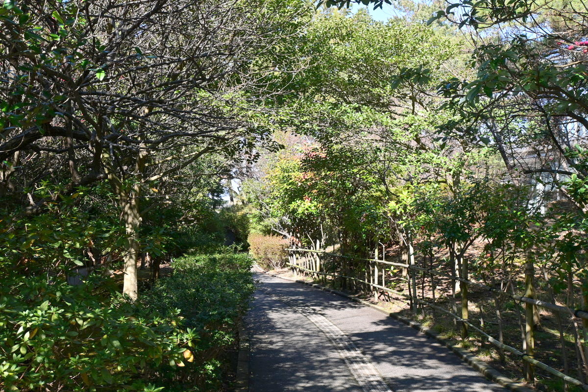 高砂緑地：茅ヶ崎市美術館からの坂道