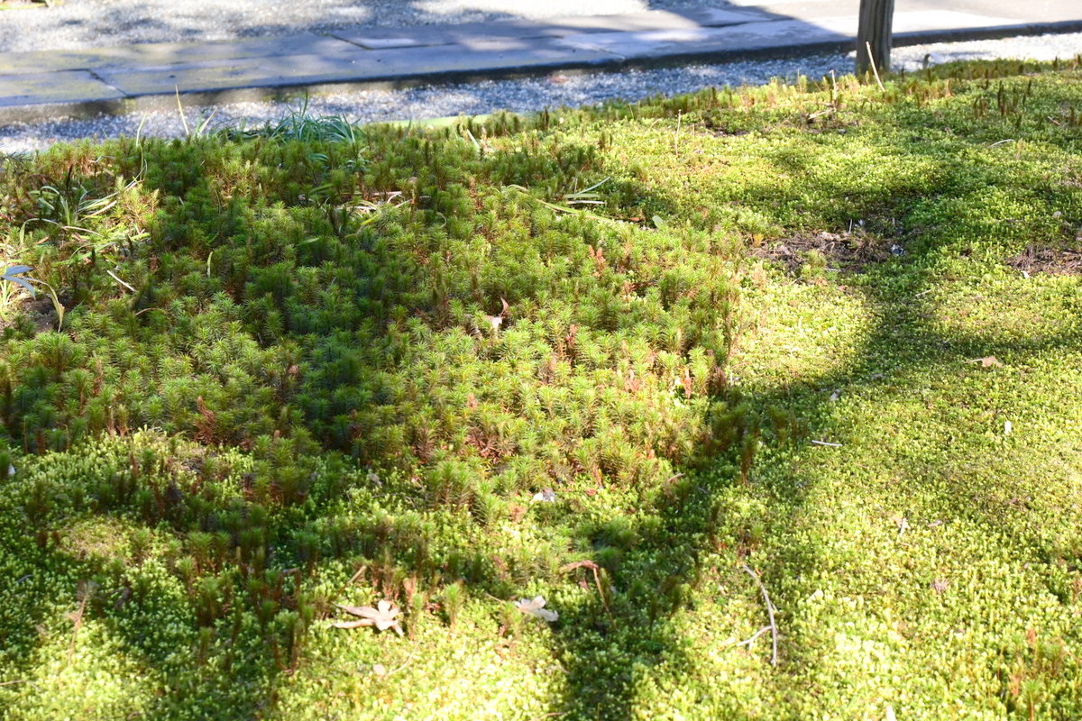 明月院：苔庭