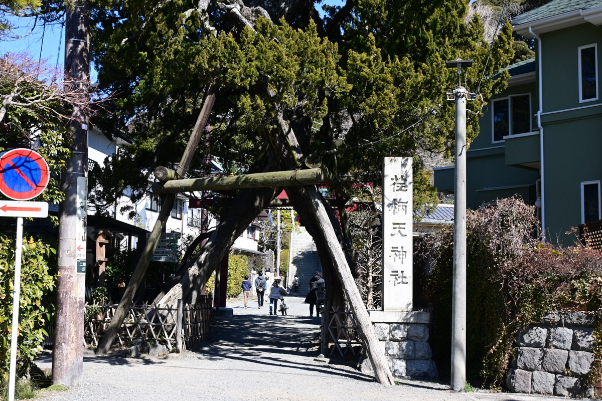 荏柄天神社：ビャクシンと荏柄天神社の碑