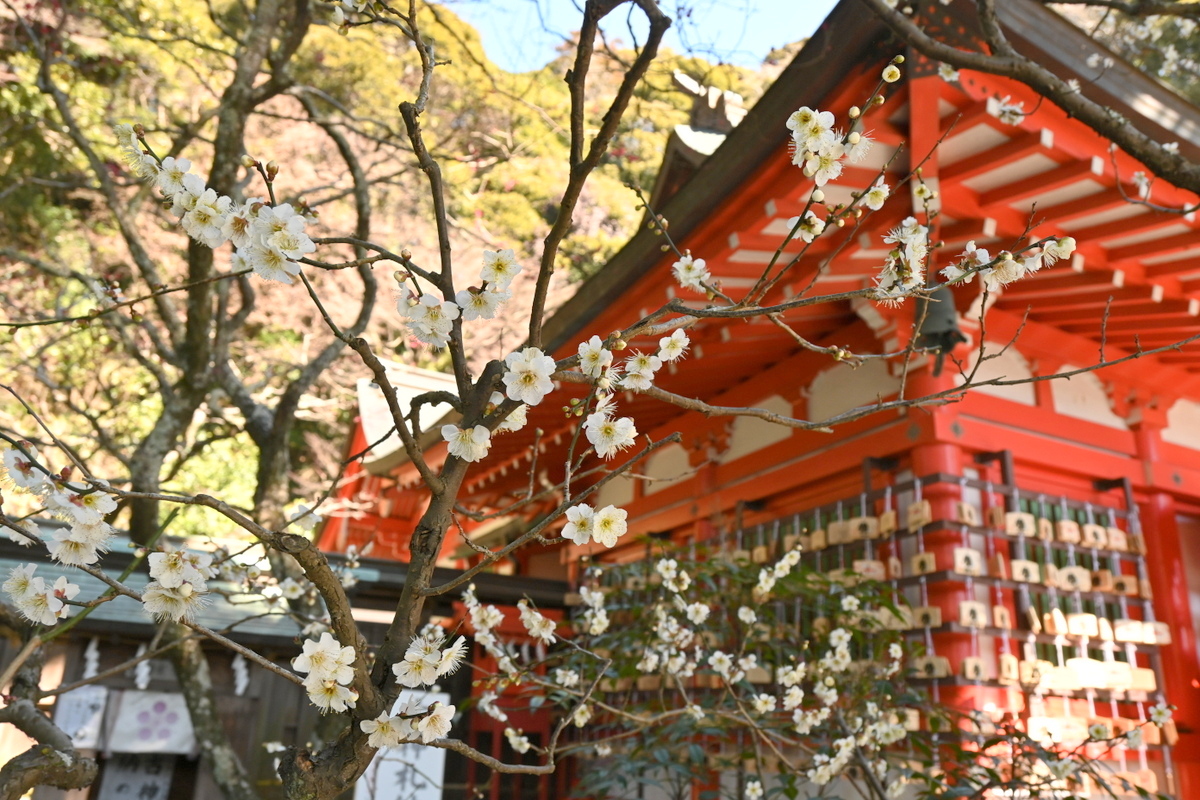 荏柄天神社：「古代青軸」