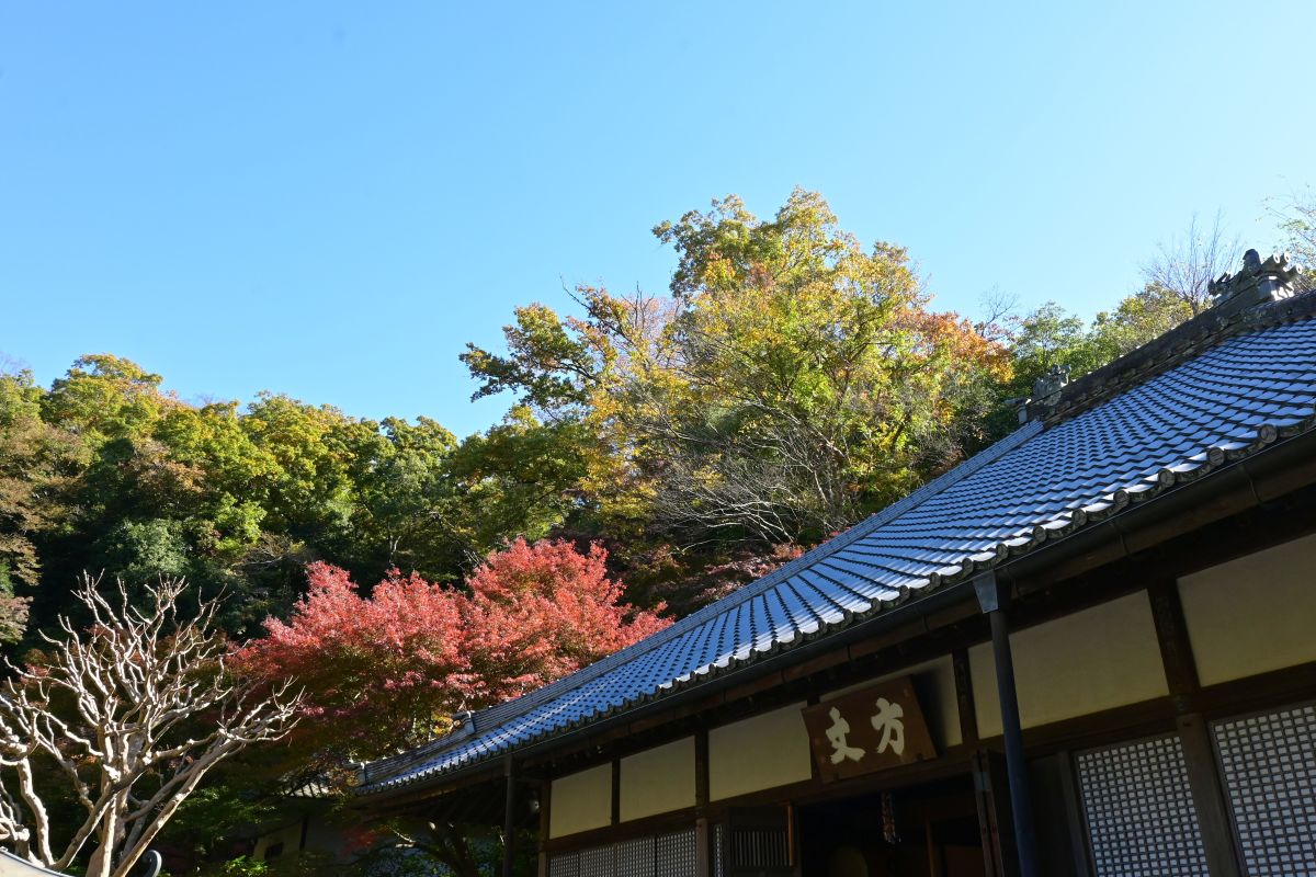 明月院：方丈背後の紅葉（2025年11月撮影）