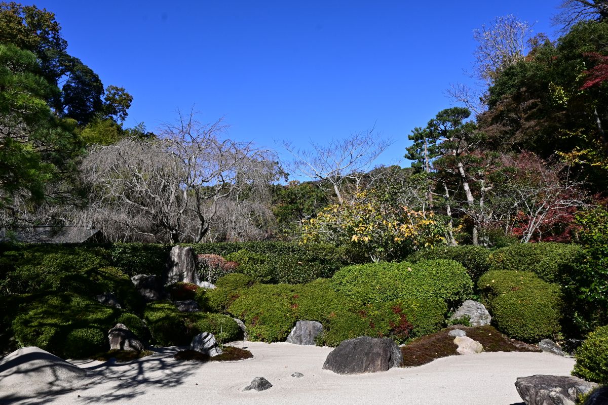 明月院：枯山水の庭園（2025年11月撮影）