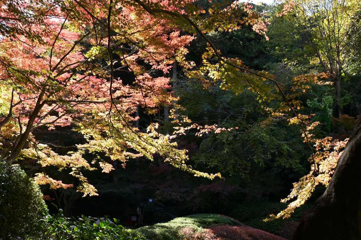 明月院：奥庭の紅葉（2025年11月撮影）