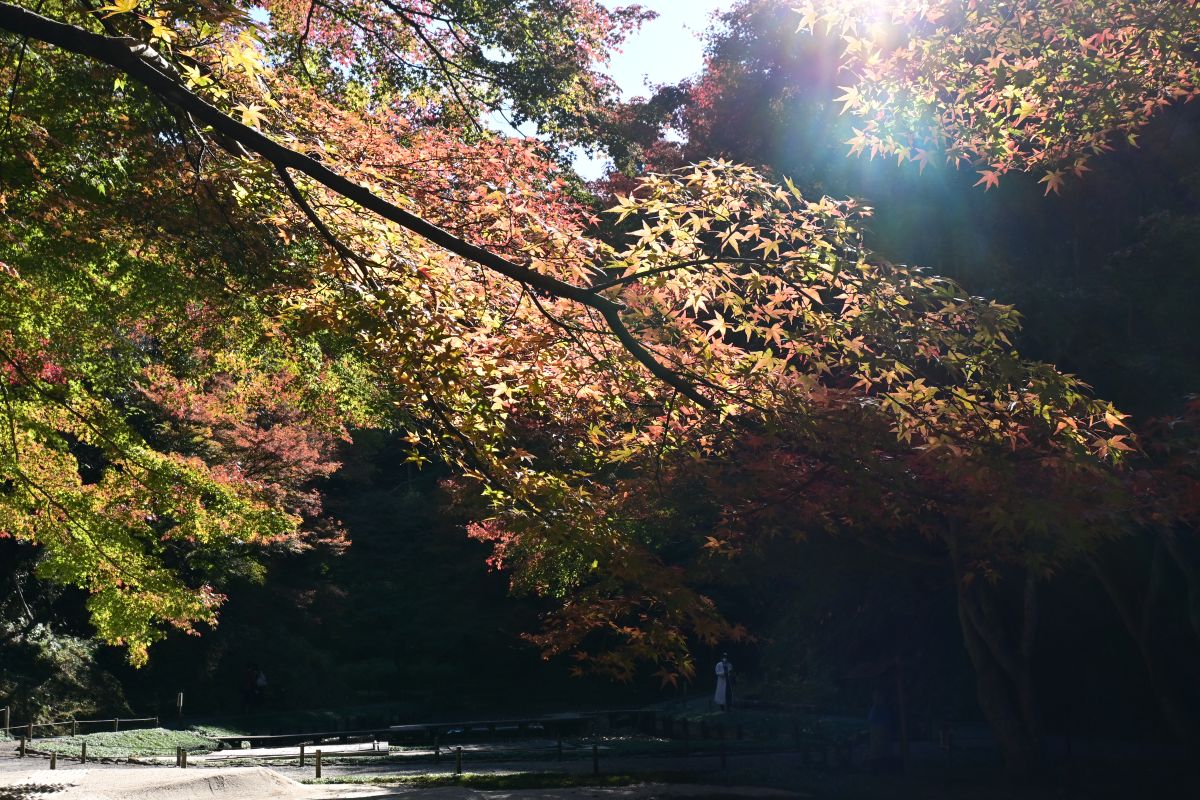 明月院：奥庭の紅葉（2025年11月撮影）