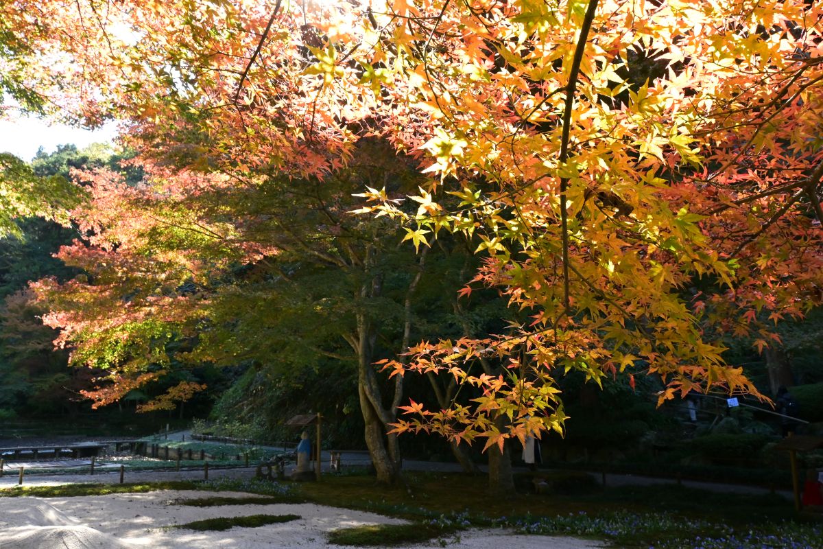 明月院：奥庭の紅葉（2025年11月撮影）