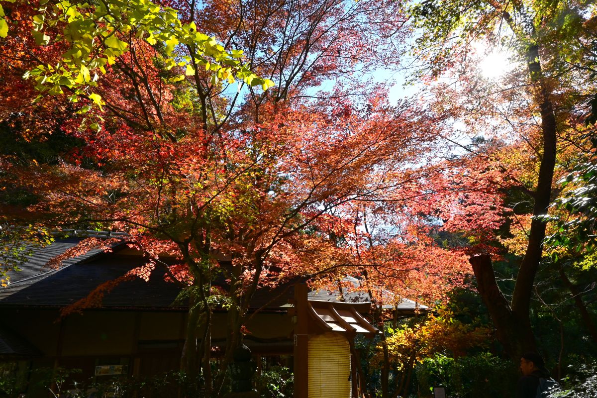 明月院：月笑軒付近の紅葉（2025年11月撮影）