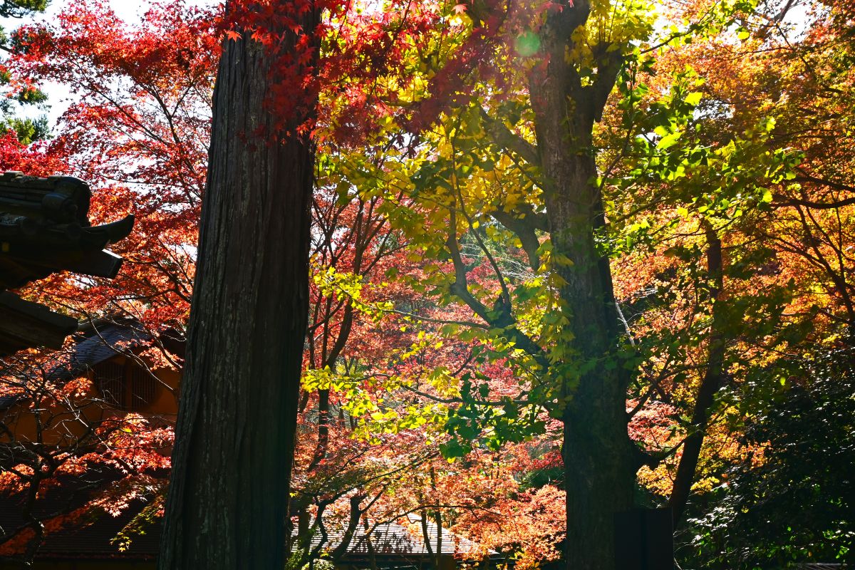 明月院：奥庭の紅葉（2025年11月撮影）