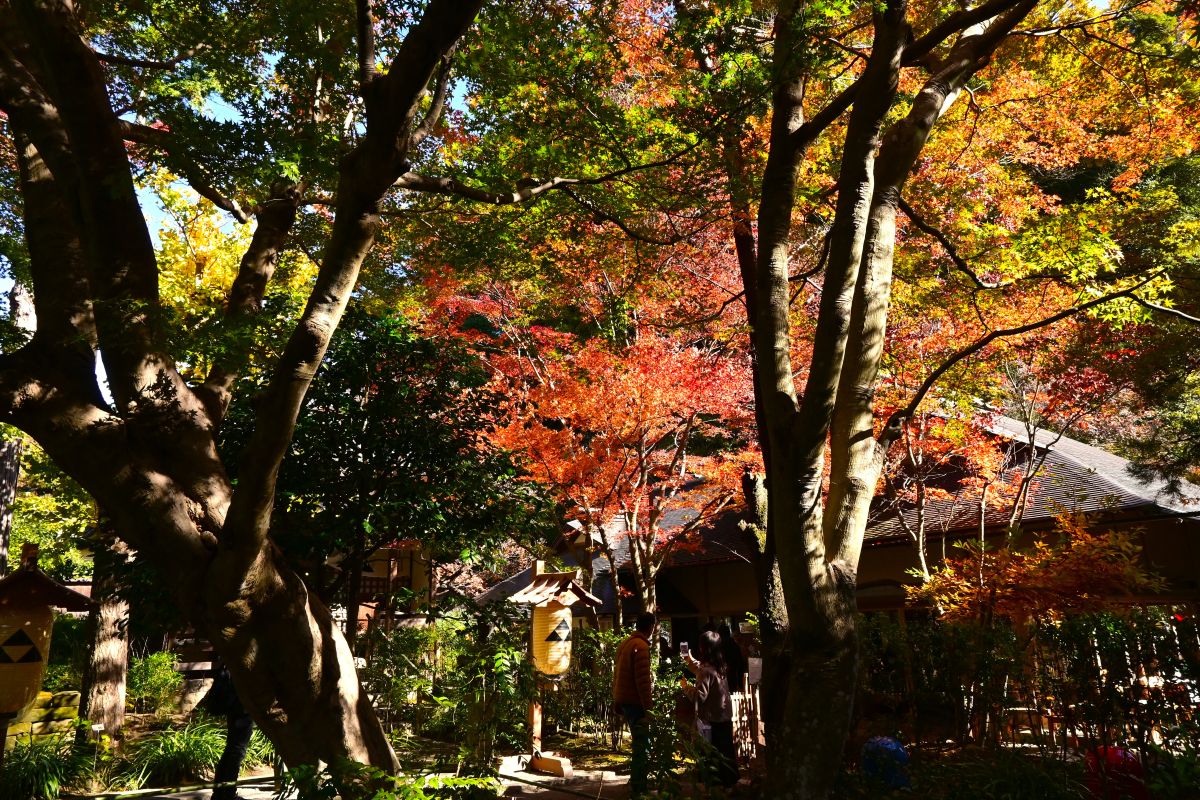 明月院：月笑軒付近の紅葉（2025年11月撮影）