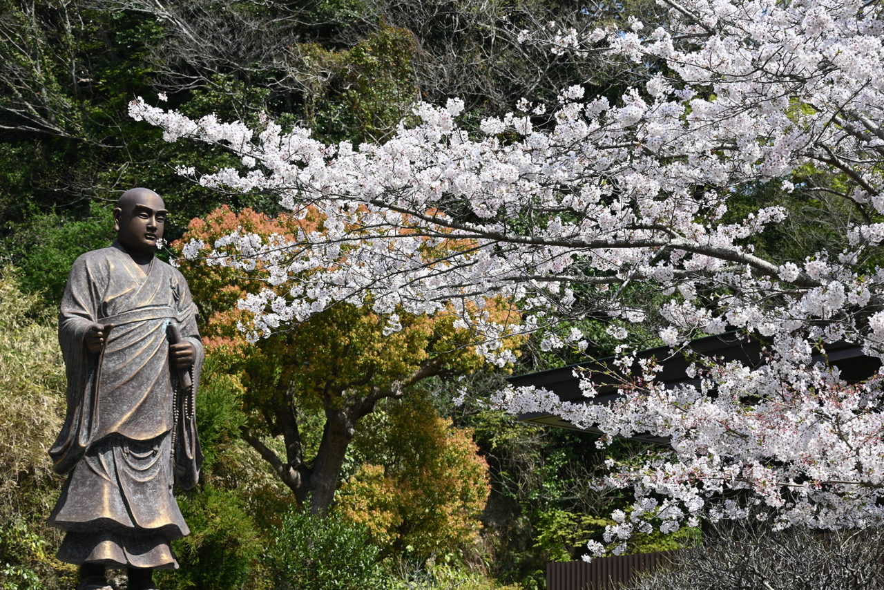 妙本寺：日蓮像とサクラ
