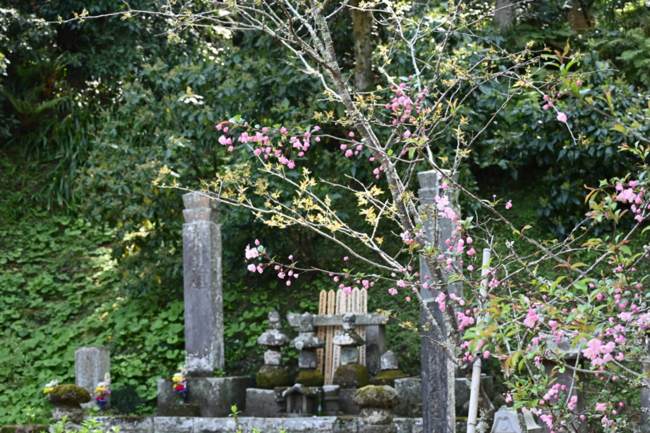 比企一族の墓（供養塔）とカイドウ