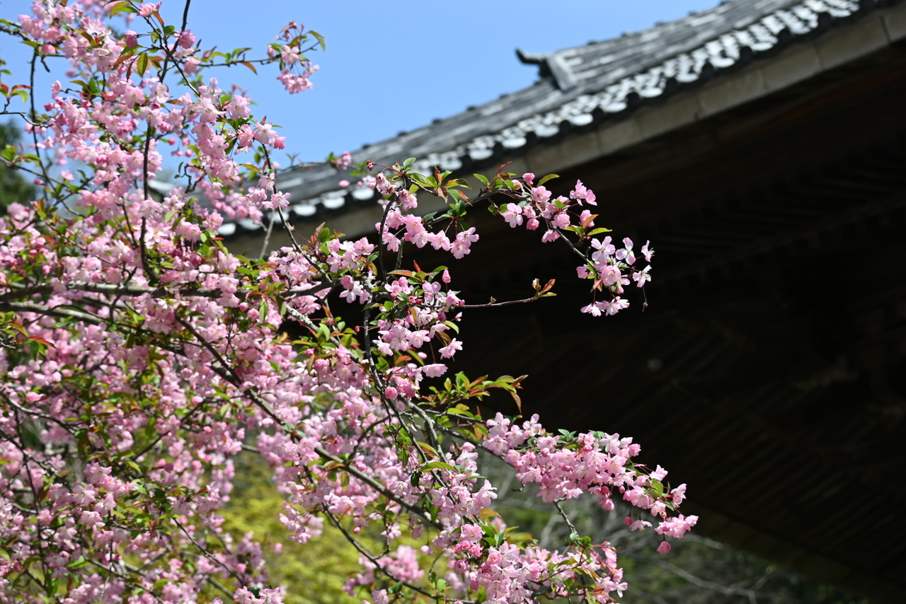 妙本寺：祖師堂前に咲くカイドウ