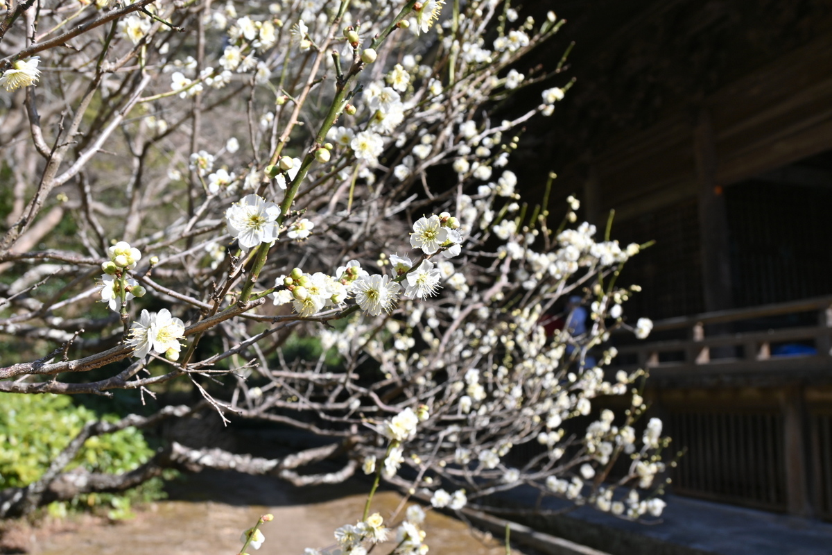 妙本寺：祖師堂横に咲くウメ