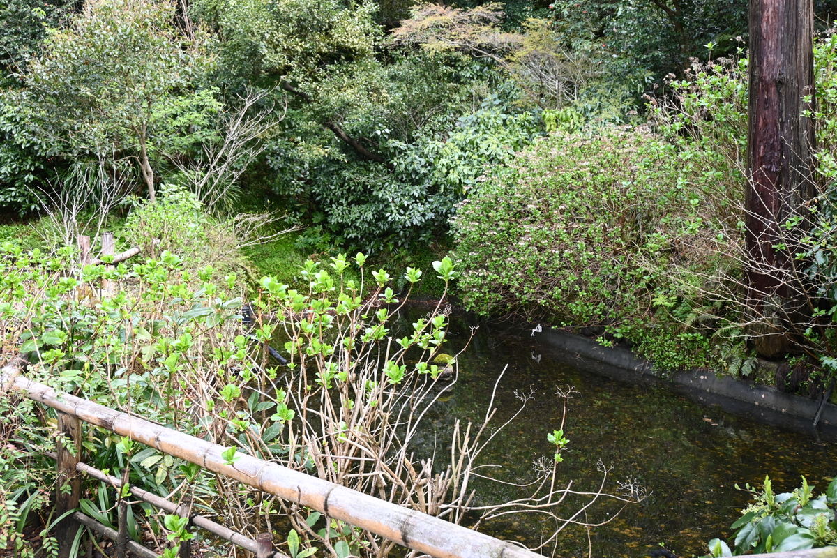 妙本寺：蛇苦止堂の池