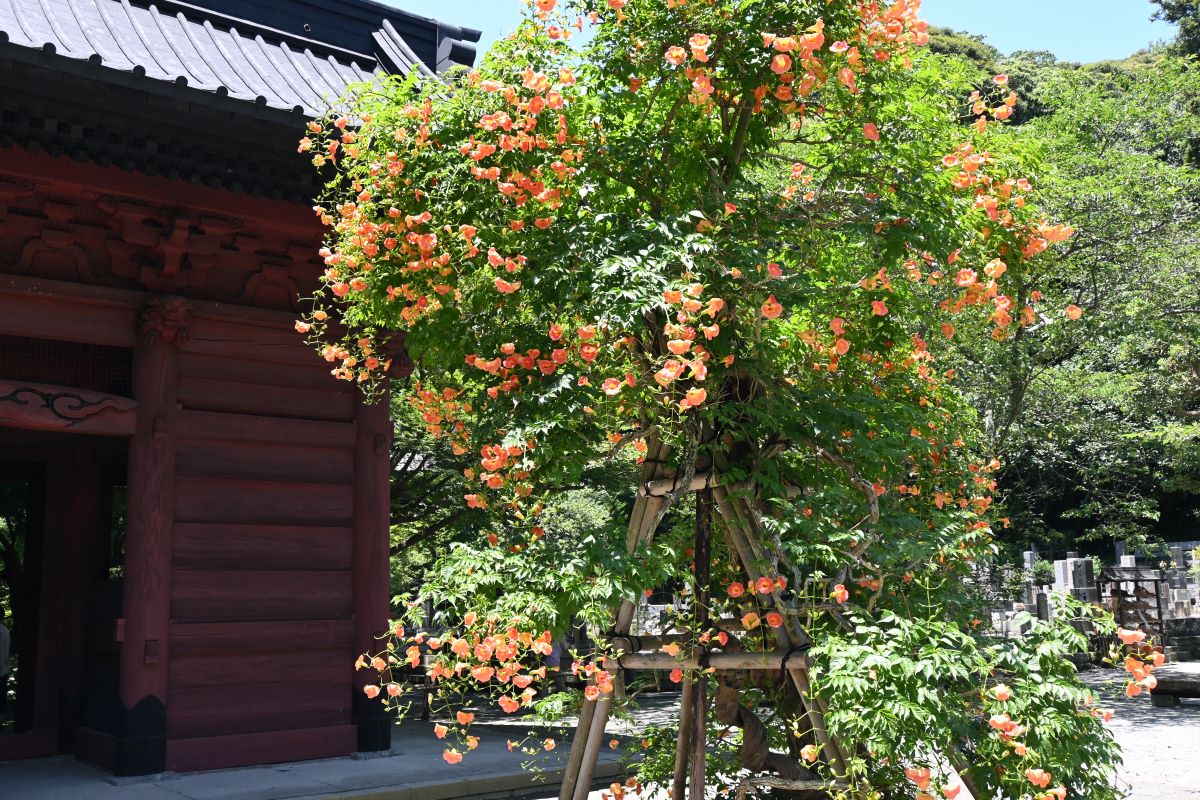 妙本寺：二天門近くに咲くノウゼンカズラ