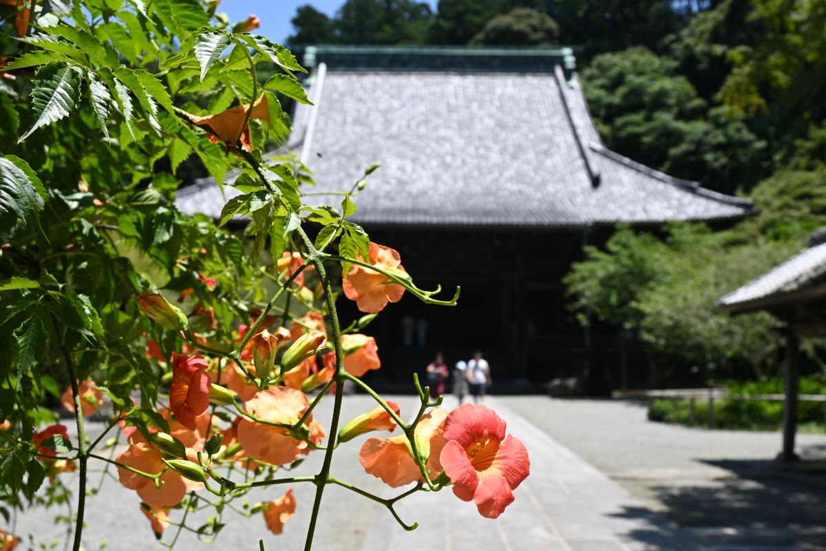 妙本寺：二天門近くに咲くノウゼンカズラ