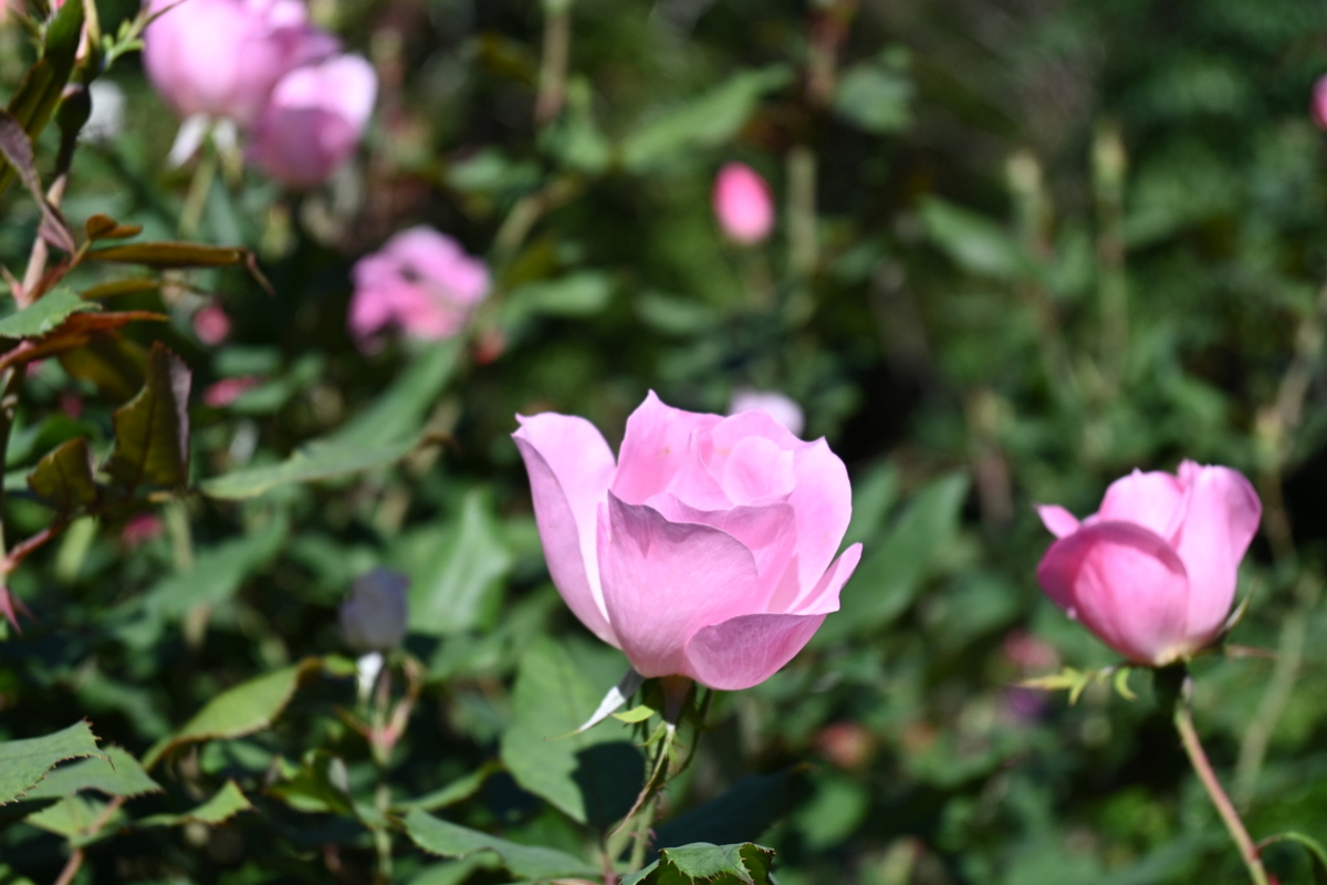 鎌倉文学館：バラの花