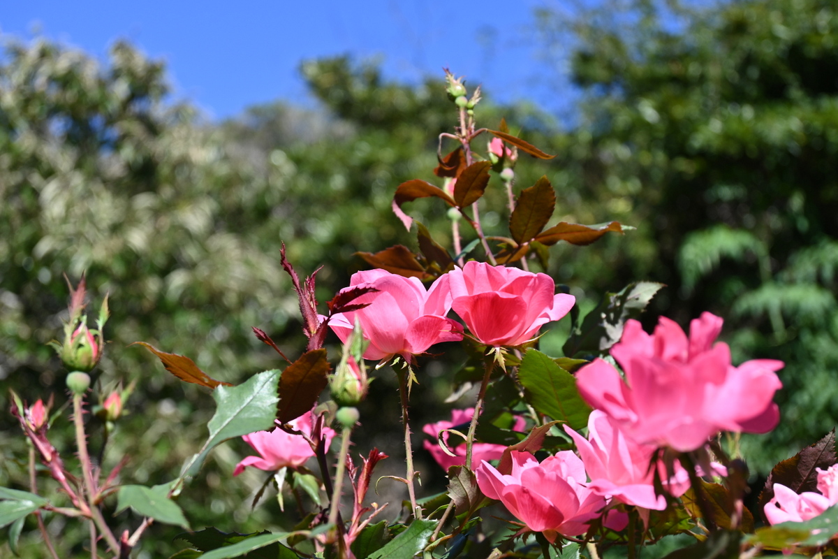 鎌倉文学館：バラの花