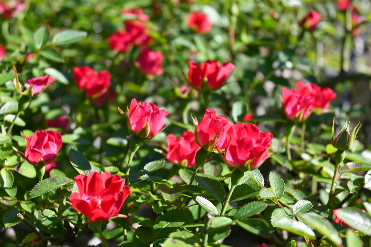 鎌倉文学館：バラの花