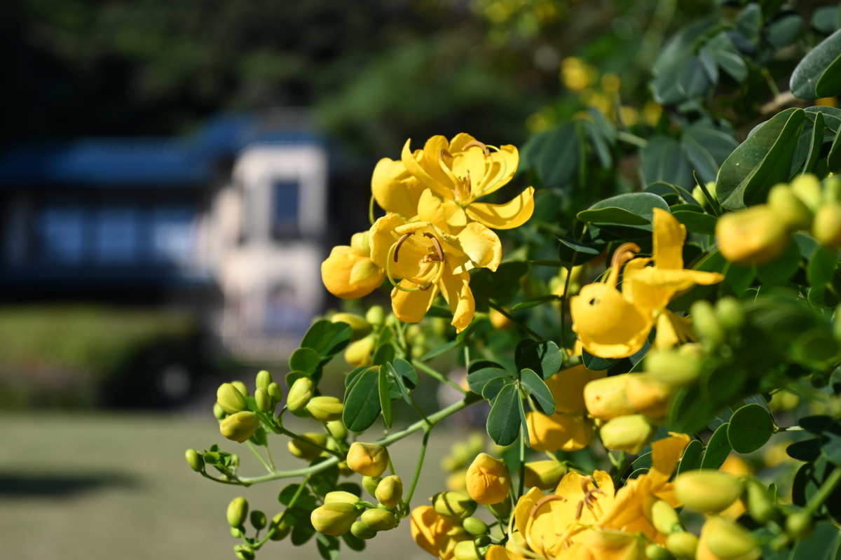 鎌倉文学館：バラの花