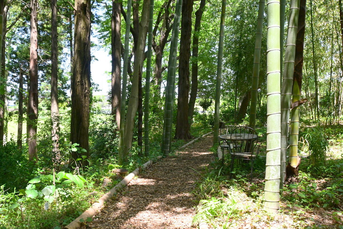 藤沢えびね・やまゆり園：散策路