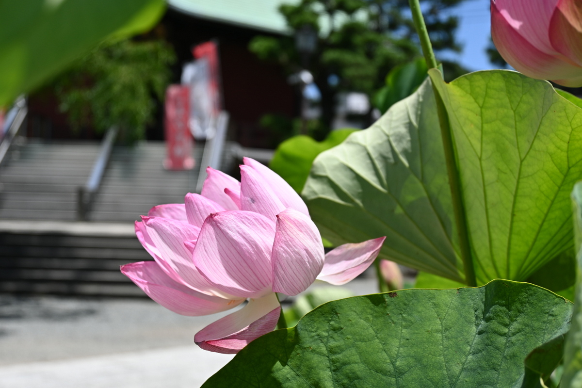 本覚寺：鉢植えのハス
