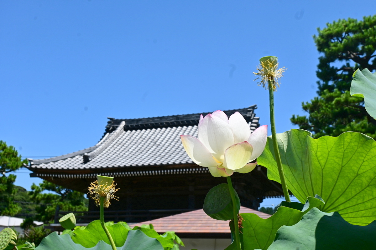 本覚寺：ハスの花