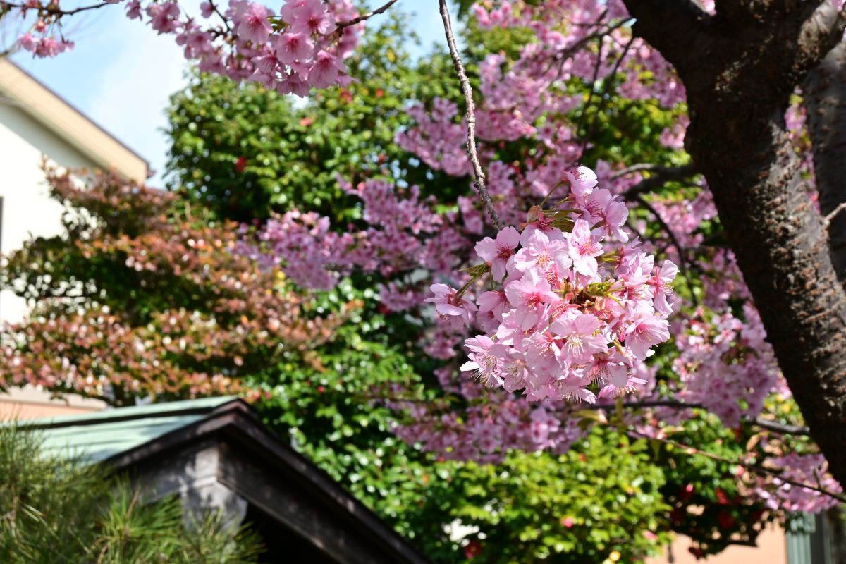 本覚寺:カワヅザクラ