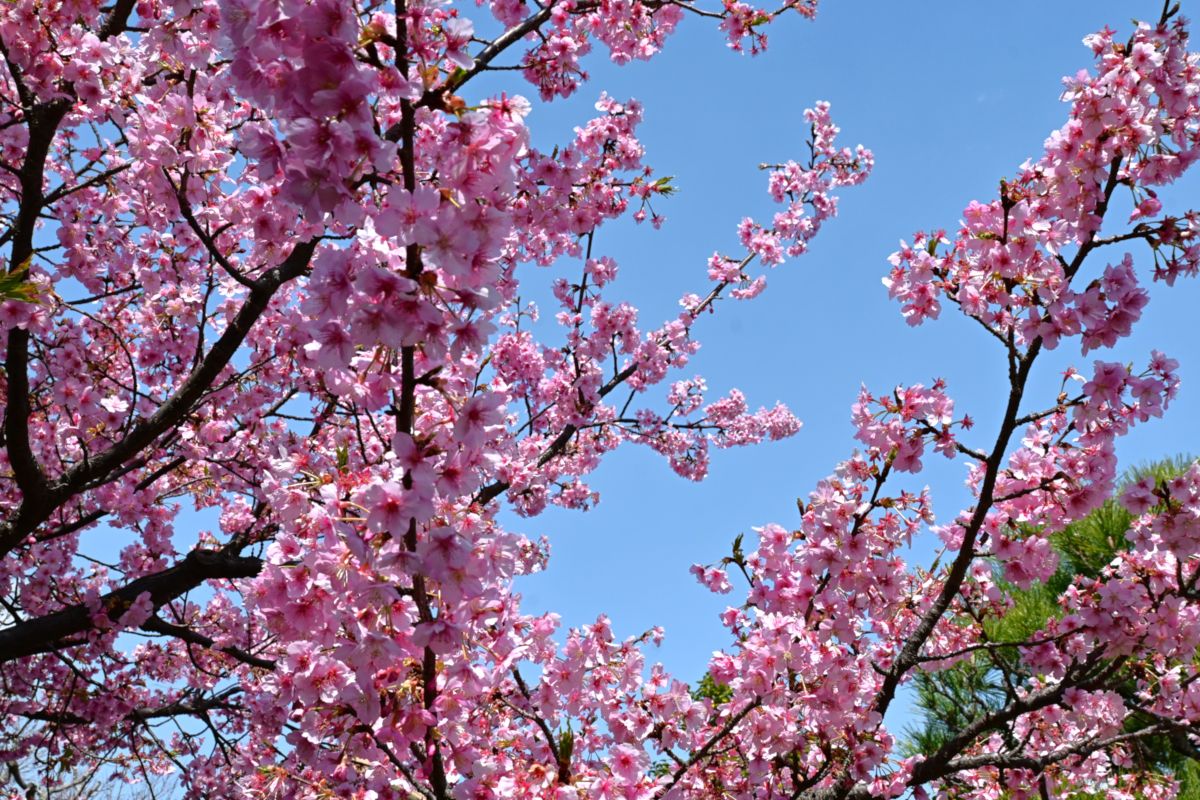 本覚寺:カワヅザクラ
