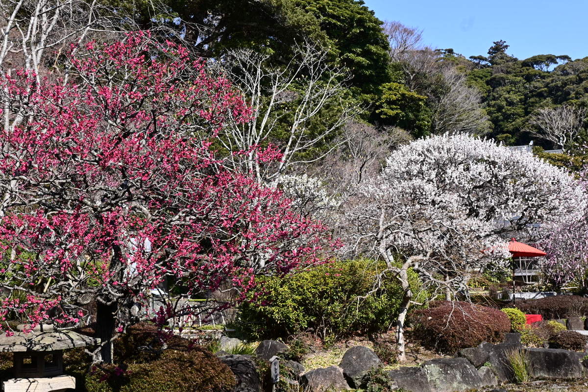 長谷寺：妙智池付近のウメ