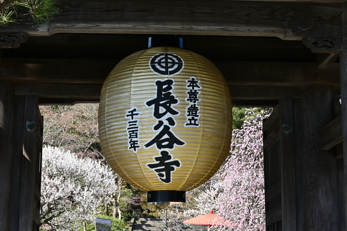 長谷寺：本尊造立1300年記念提灯