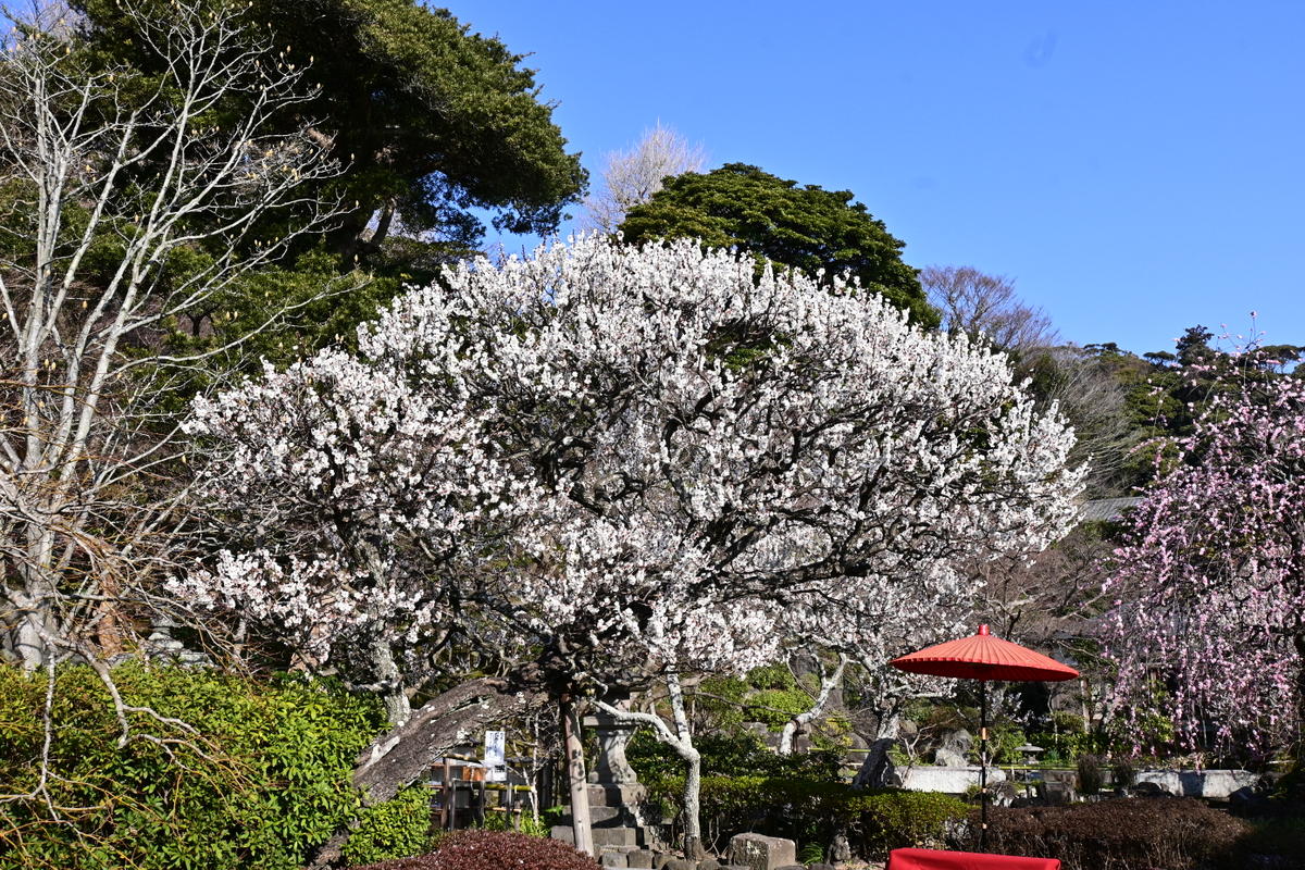 長谷寺：ウメの花（白梅）