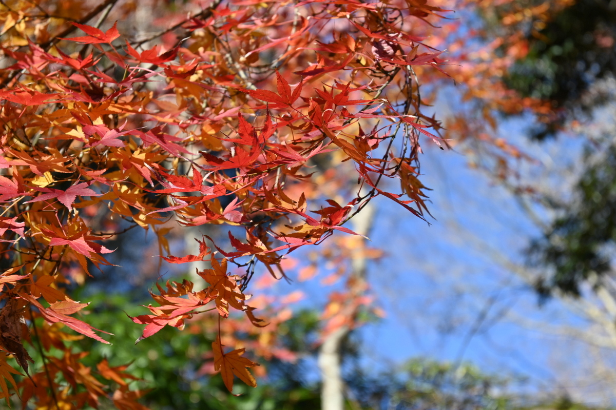 長谷寺：眺望散策路の紅葉