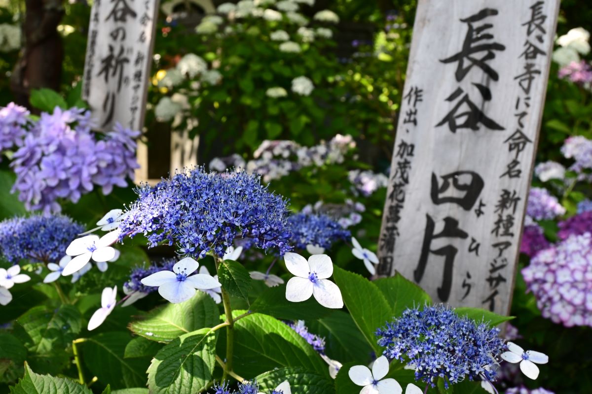 鎌倉で命名されたアジサイ「四片（よひら）」