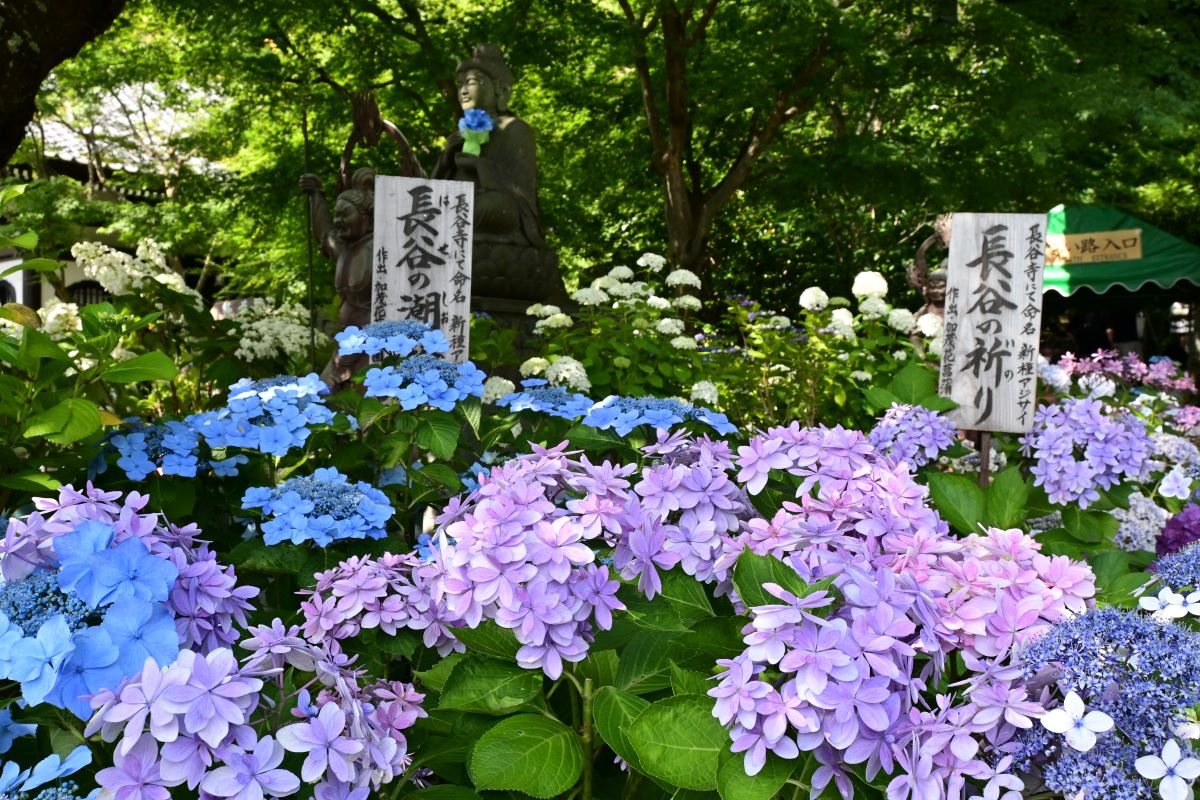 鎌倉で命名されたアジサイ「長谷の潮騒」「長谷の祈り」