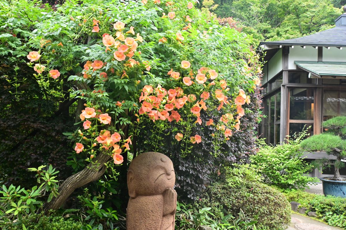 ノウゼンカズラと和み地蔵