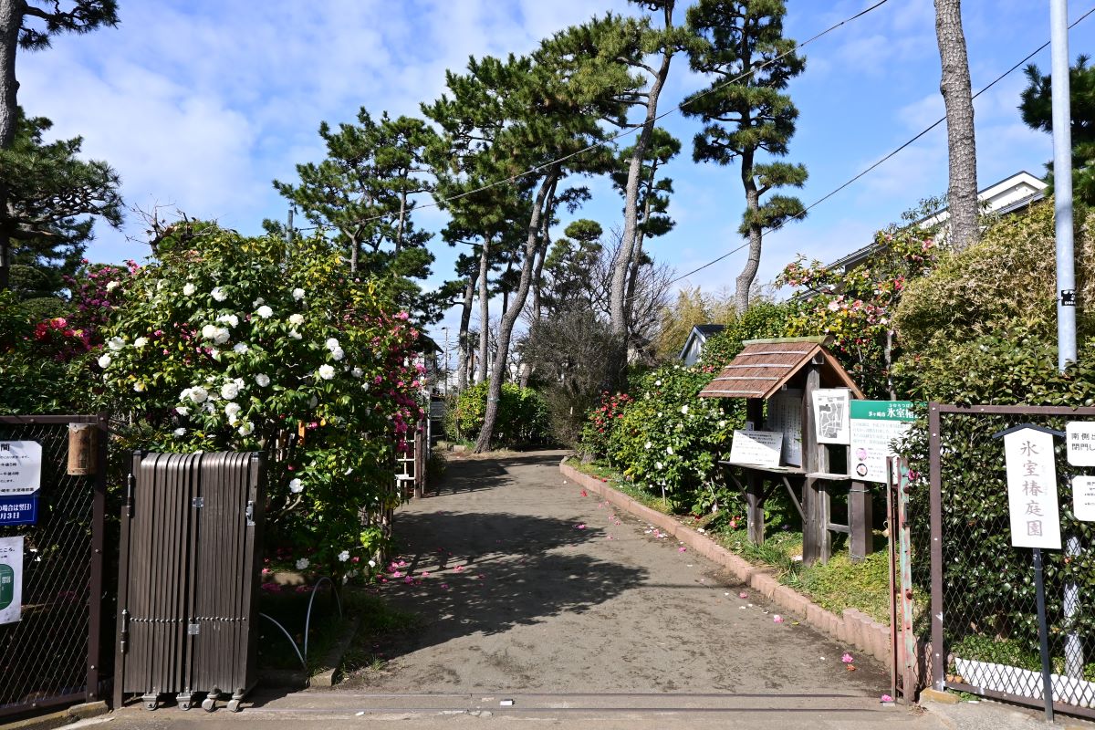 氷室椿庭園：入り口