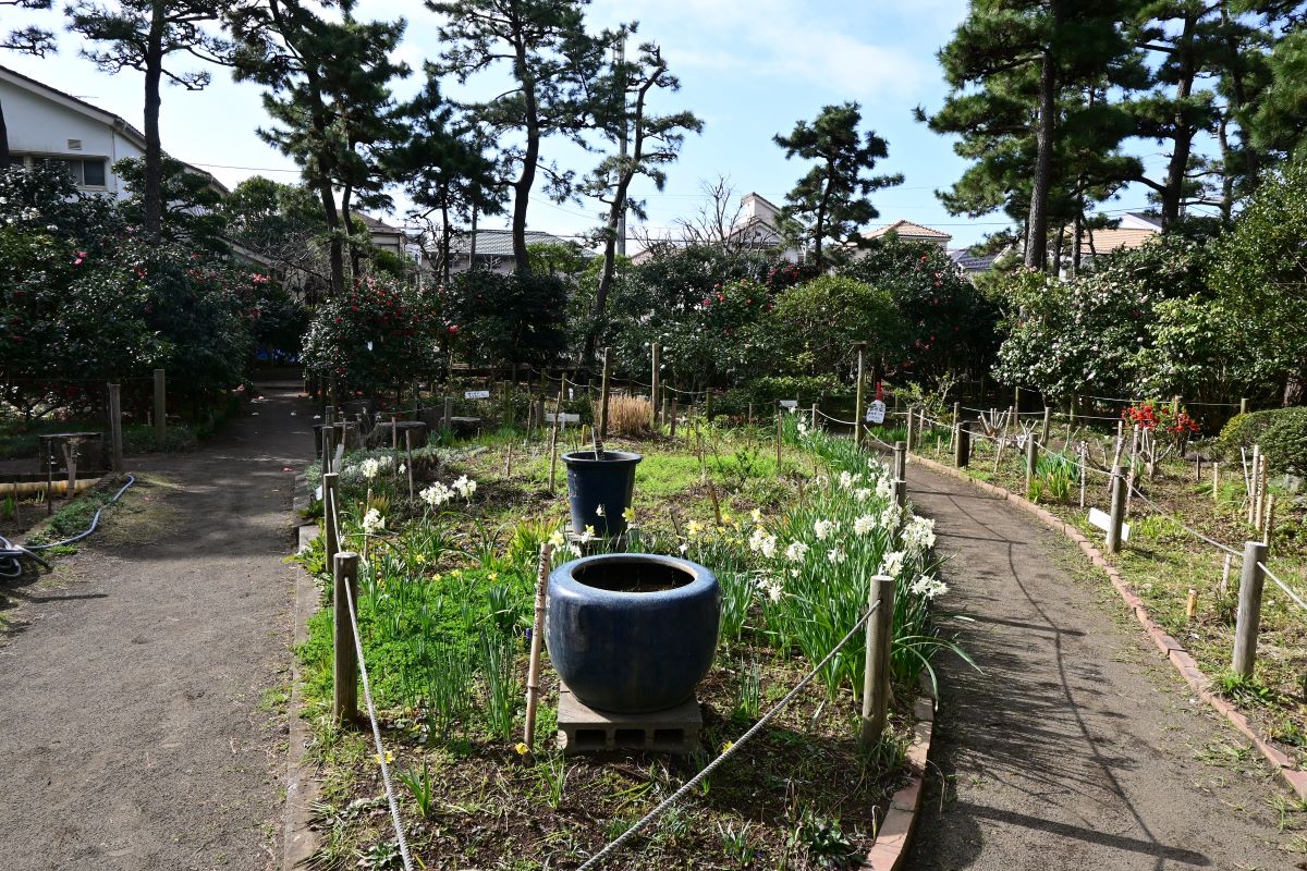 氷室椿庭園：花壇