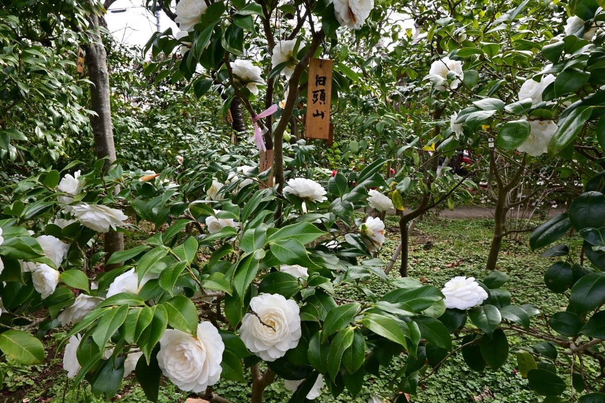 氷室椿庭園：白頭山