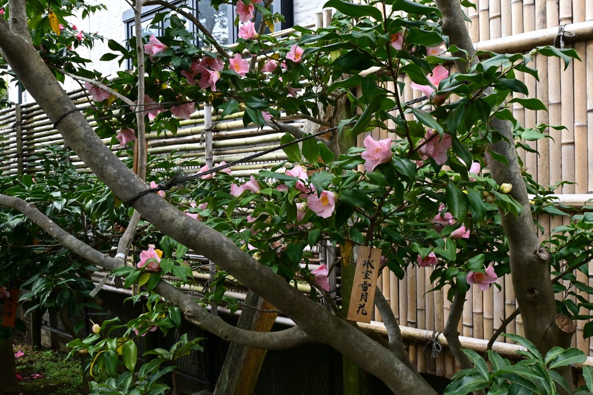 氷室椿庭園：氷室雪月花