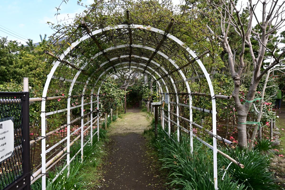 氷室椿庭園：バラのアーチトンネル