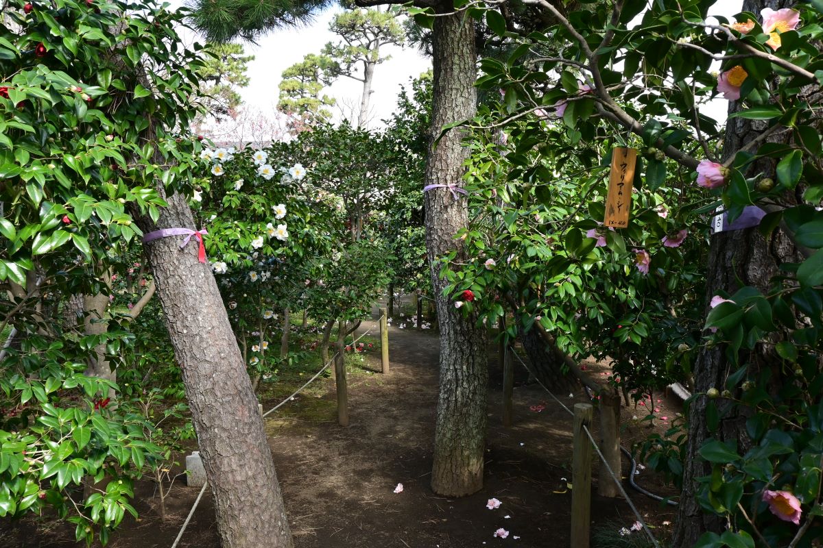 氷室椿庭園：散策路を歩く