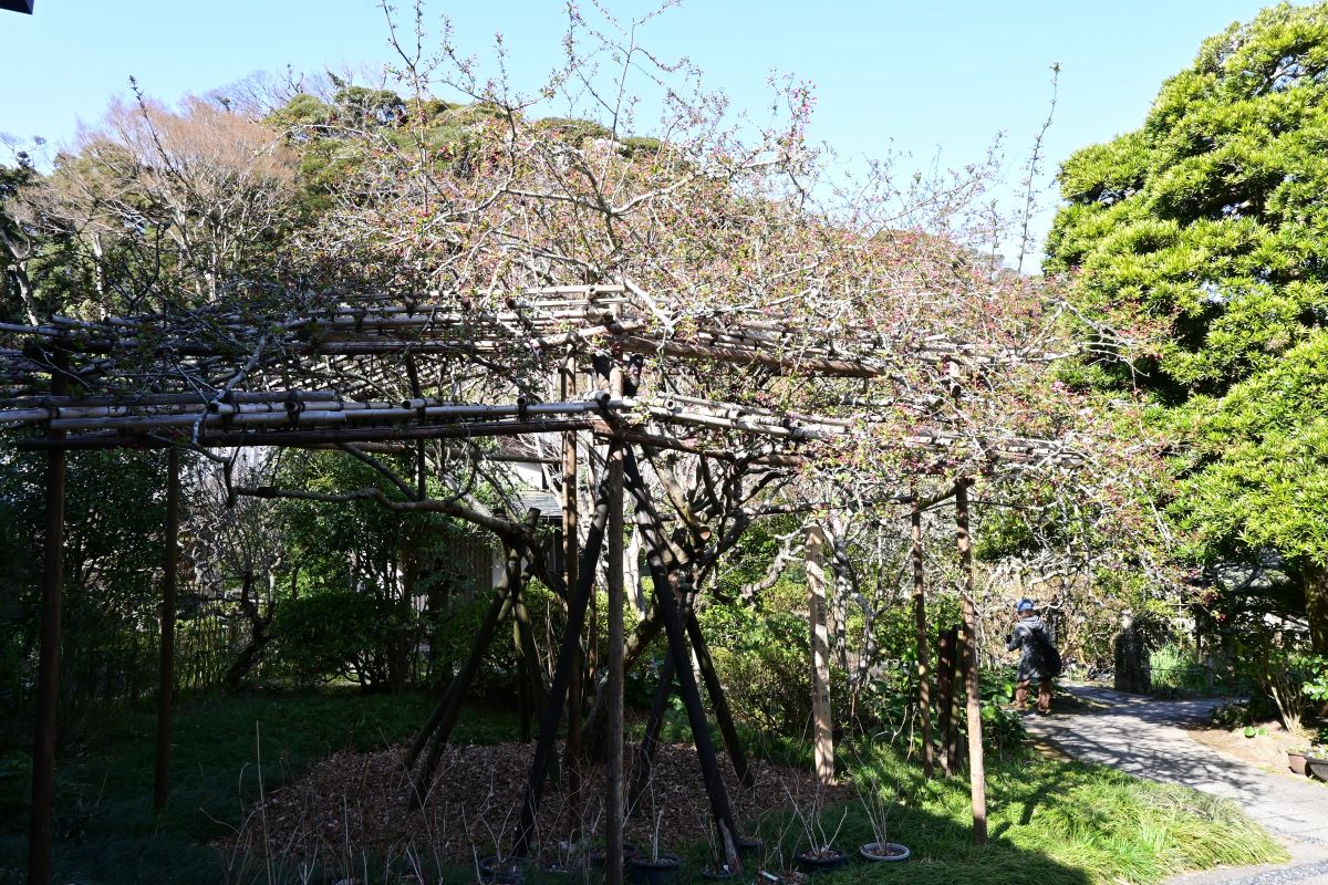 光則寺:カイドウ