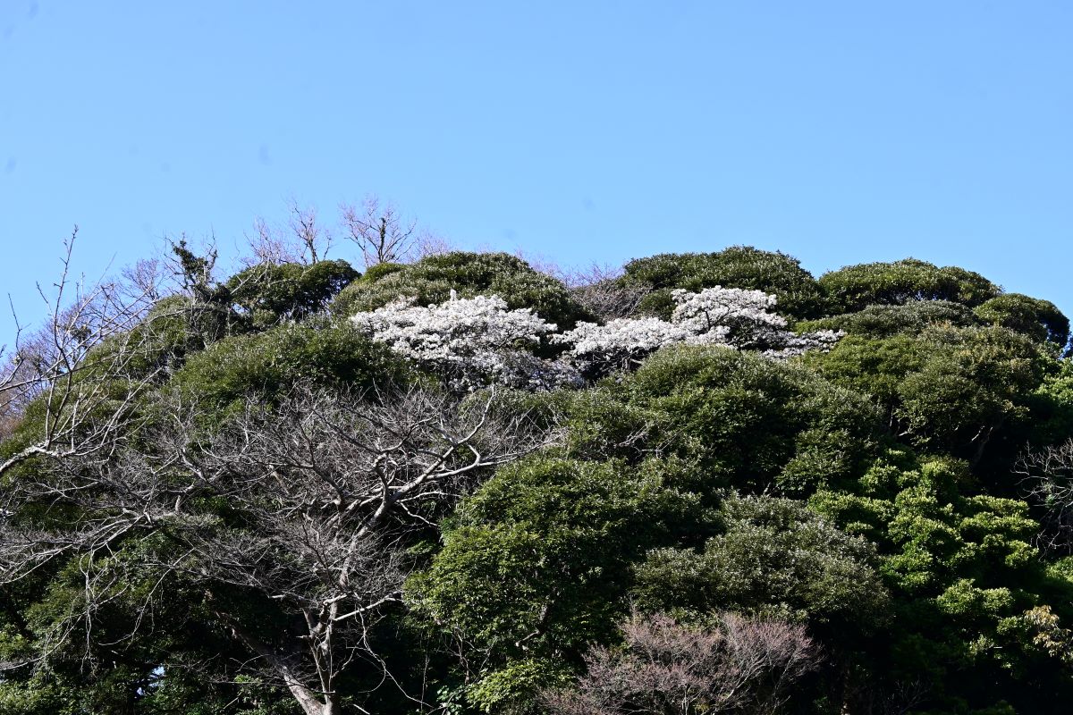 光則寺：山の上に咲く花