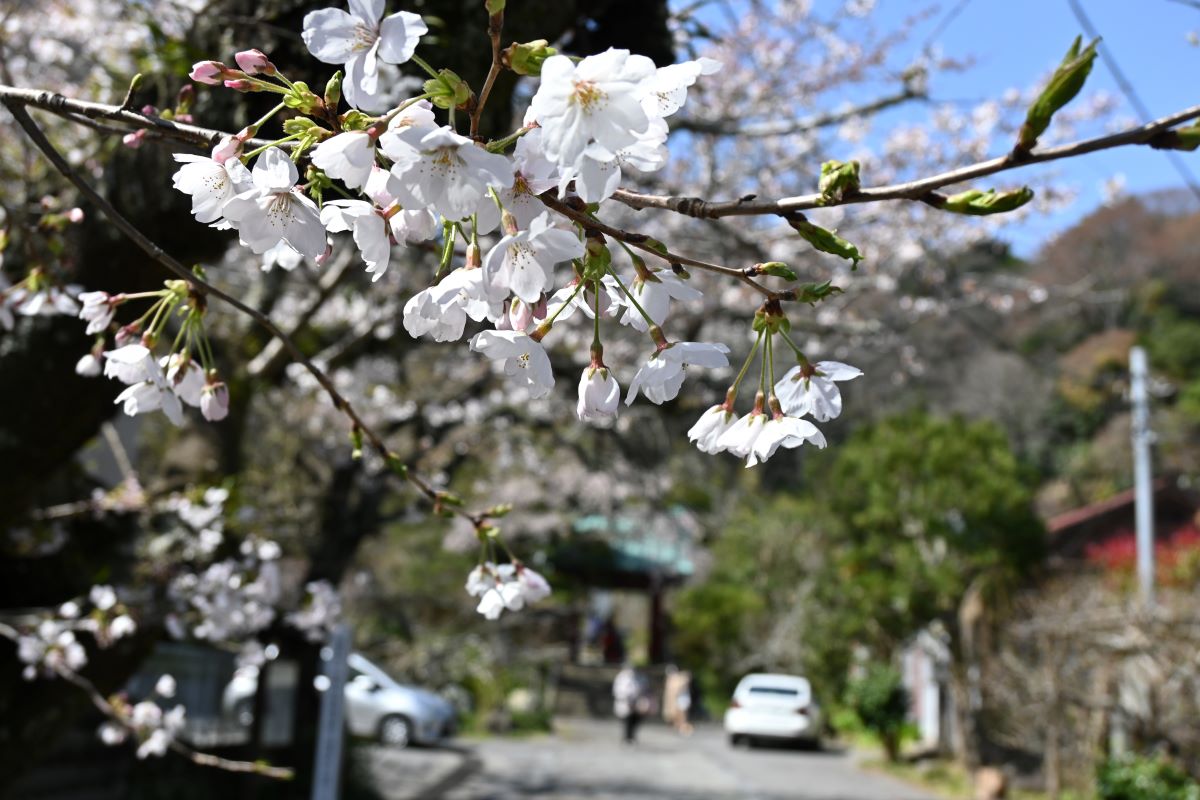 光則寺参道のサクラ