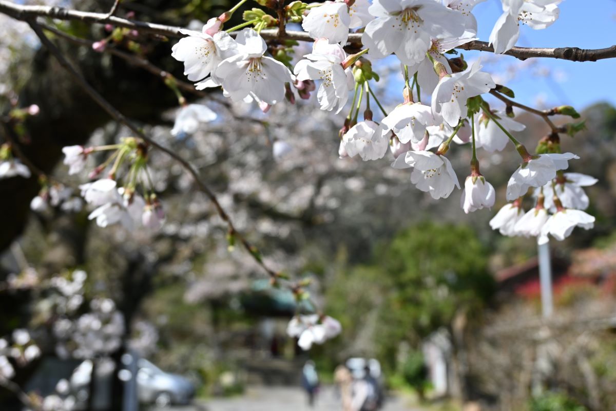 光則寺参道のサクラ